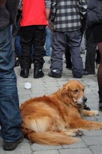 Lab chills out to G. Love and Special Sauce.