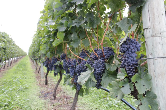 Dark blue and ripening fast, these grapes soon became Merlot at Hester Creek, the first winery on a tour of the Golden Mile Bench near Osoyoos. 