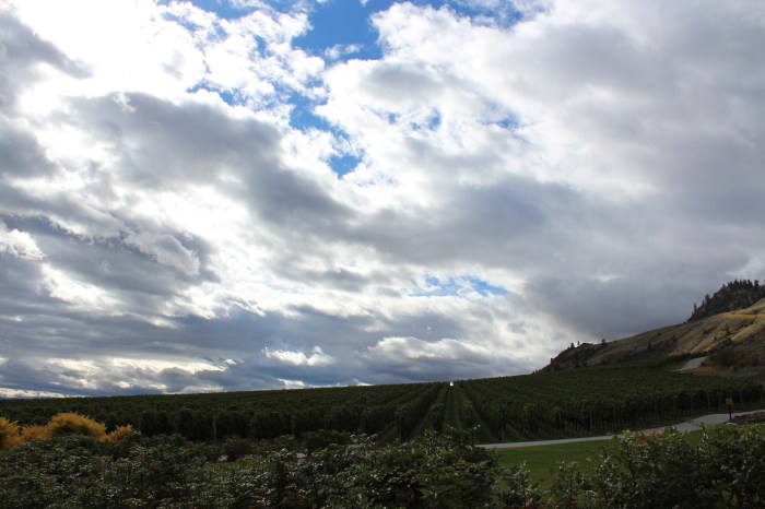 Hester Creek, the first stop on the Golden Mile Bench – three verdant terraces and a series of alluvial fans on the slopes of Mount Kobau between Osoyoos and Oliver. 