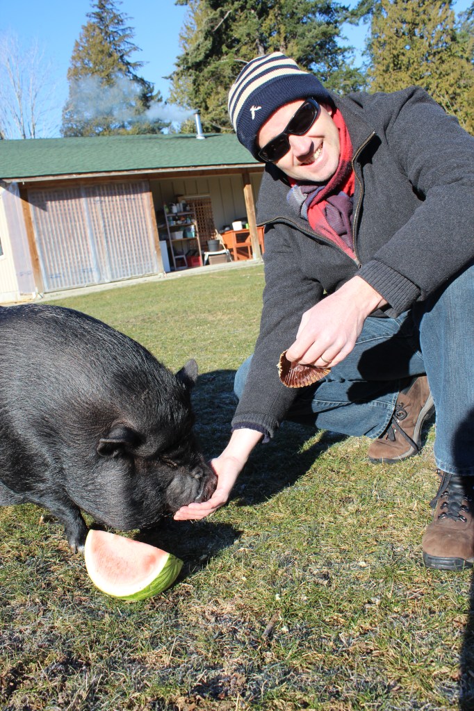 Jiggy - not a hungry pig to be truffled with.