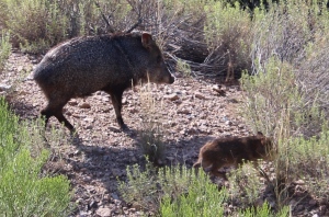 Short-sighted, smelly and agitated - Javelina pigs.