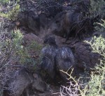 Javelina pigs3