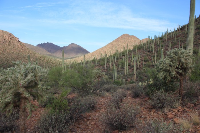 Sonoran desert